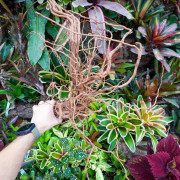 Racine Curlivigne taille M – Décor terrarium | JungleBox