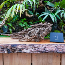 Racine Pookanature 30–50 cm – Décor terrarium | JungleBox