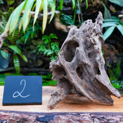 Racine Pookanature 30–50 cm – Décor terrarium | JungleBox