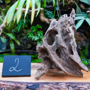 Racine Pookanature 30–50 cm – Décor terrarium | JungleBox