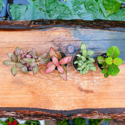 Set de 4 Fittonia – Plantes pour terrarium | JungleBox