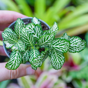 Set de 4 Fittonia – Plantes pour terrarium | JungleBox