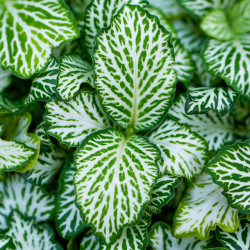 Set de 4 Fittonia – Plantes pour terrarium | JungleBox