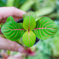 Set of 4 Fittonia – Terrarium Plants | JungleBox