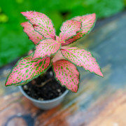 Set de 4 Fittonia – Plantes pour terrarium | JungleBox