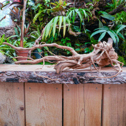 Red spider wood root (j)  45 à 80 cm WYSIWYG