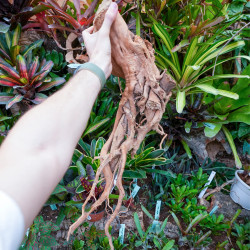 Red spider wood root (j)  45 à 80 cm WYSIWYG