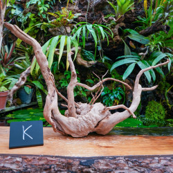 Racine araignée rouge XL en WYSIWYG | JungleBox