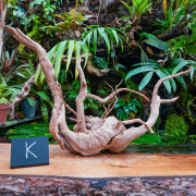 Racine araignée rouge XL en WYSIWYG | JungleBox