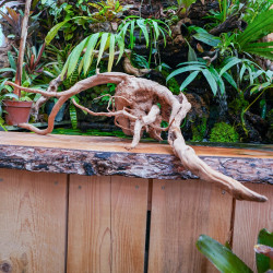 Racine araignée rouge XL en WYSIWYG | JungleBox