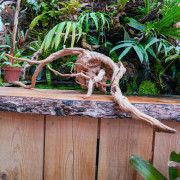 Red spider wood root (K)  45 à 80 cm WYSIWYG