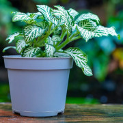 Fittonia MOSAIC WHITE TIGER – Terrarium Plant | JungleBox