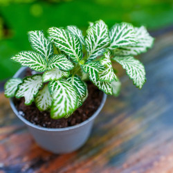 Fittonia MOSAIC WHITE TIGER – Plante terrarium | JungleBox
