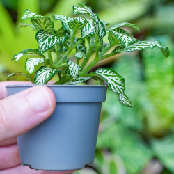 Fittonia MOSAIC WHITE TIGER – Terrarium Plant | JungleBox