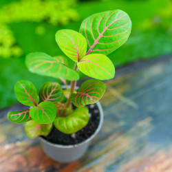 Fittonia Bubble Green – Plante terrarium tropical | JungleBox