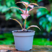 Fittonia verschaffeltii 'Forest Flame' – Plante tropicale au feuillage blanc | JungleBox