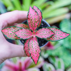 Fittonia verschaffeltii pink forest flame