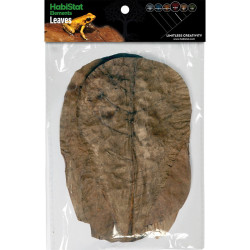 Feuilles de Catappa naturelles pour terrarium | JungleBox