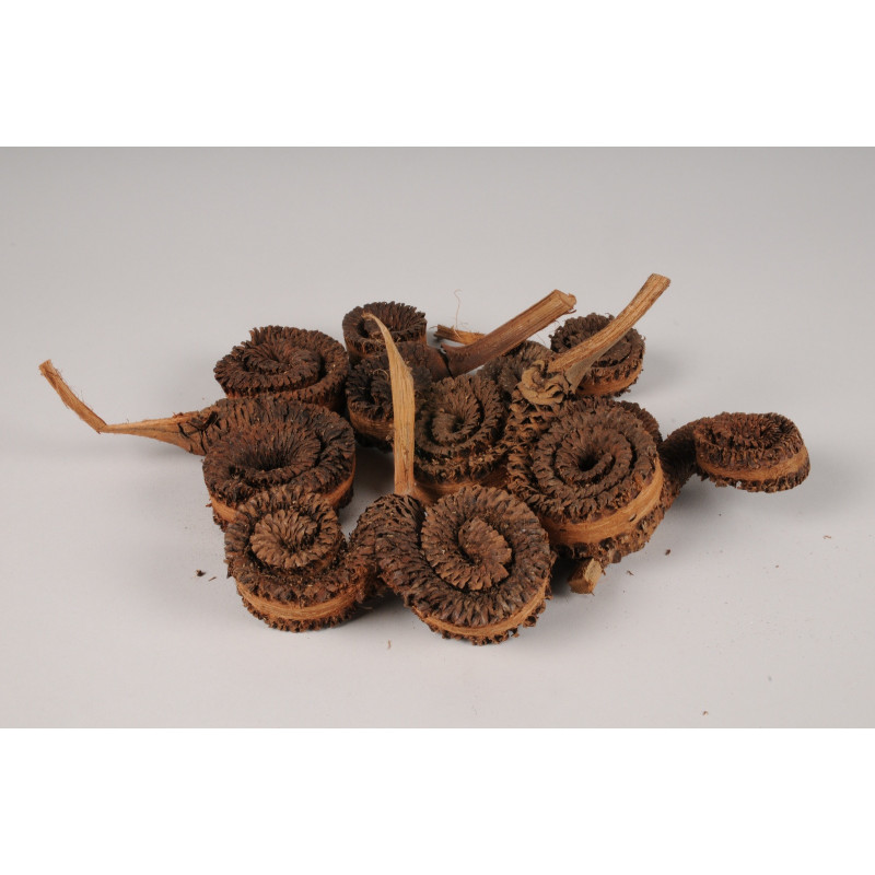 Anneau de palmier séché pour terrarium | JungleBox