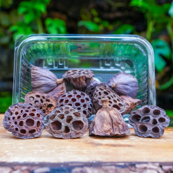 Mini gousse Lotus séchée Boite de 15 pièces