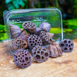 Mini gousses de lotus x15 – Décor terrarium bioactif | JungleBox