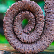 Natural Dried Palm Ring for Terrariums | JungleBox