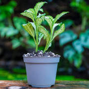 Fittonia mosaic white Forest Flame – Terrarium Plant | JungleBox