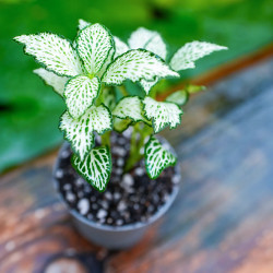 Fittonia mosaic white Forest Flame – Terrarium Plant | JungleBox