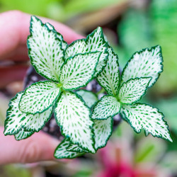 Fittonia mosaic white Forest Flame – Plante terrarium | JungleBox