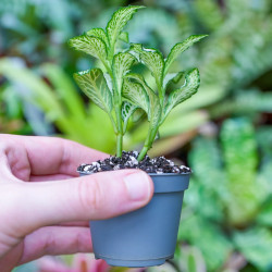 Fittonia mosaic white Forest Flame – Terrarium Plant | JungleBox