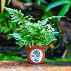Fougère Dryopteris erythrosora