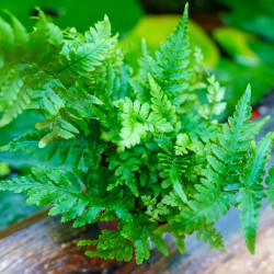 Dryopteris erythrosora – Copper Fern | JungleBox