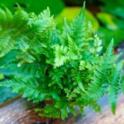 Dryopteris erythrosora – Fougère cuivrée | JungleBox