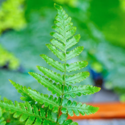 Dryopteris erythrosora – Copper Fern | JungleBox