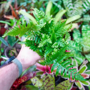 Dryopteris erythrosora – Copper Fern | JungleBox