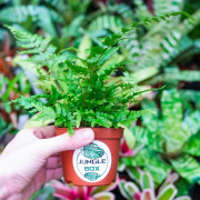 Dryopteris erythrosora – Copper Fern | JungleBox