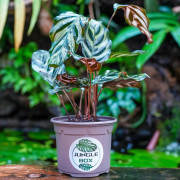 Calathea makoyana – Plante tropicale terrarium | JungleBox