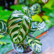 Calathea makoyana – Plante tropicale terrarium | JungleBox