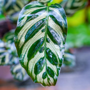 Calathea makoyana – Plante tropicale terrarium | JungleBox