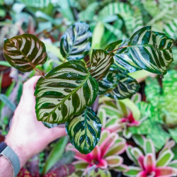 Calathea makoyana