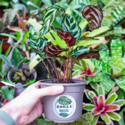 Calathea makoyana – Plante tropicale terrarium | JungleBox