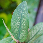 Rhaphidophora : la plante grimpante tropicale incontournable