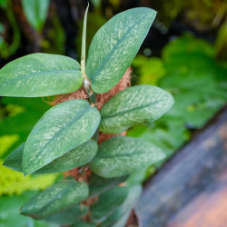 Rhaphidophora : la plante grimpante tropicale incontournable
