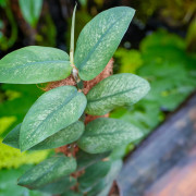 Rhaphidophora hongkongensis variegata