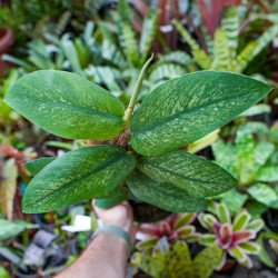 Rhaphidophora hongkongensis variegata