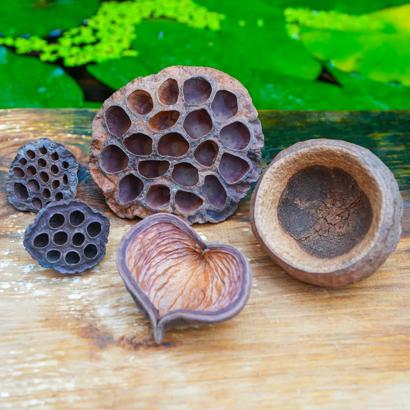Set coques & gousses séchées pour terrarium | JungleBox