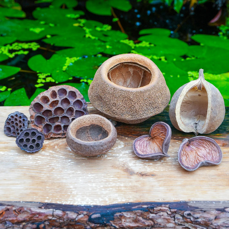 Dried Pods & Shells Kit for Large Terrariums | JungleBox