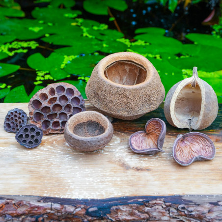 Dried Pods & Shells Kit for Large Terrariums | JungleBox