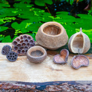 Dried Pods & Shells Kit for Large Terrariums | JungleBox