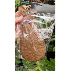 Natural Catappa Leaves for Terrariums | JungleBox